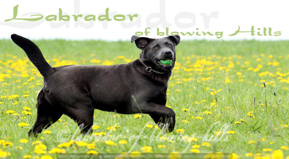 labrador-of-blowing-hills