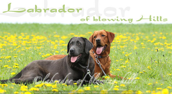 labrador-of-blowing-hills