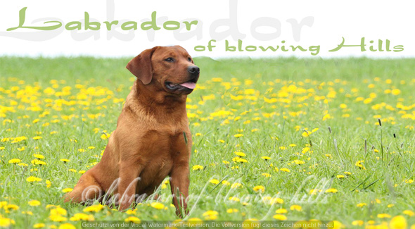 labrador-of-blowing-hills